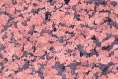 1_imperial-pink