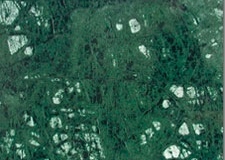 1_crocodile-green