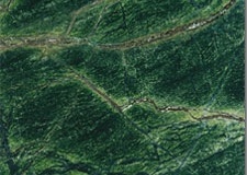 1_forest-green