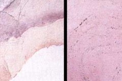 1_lilac